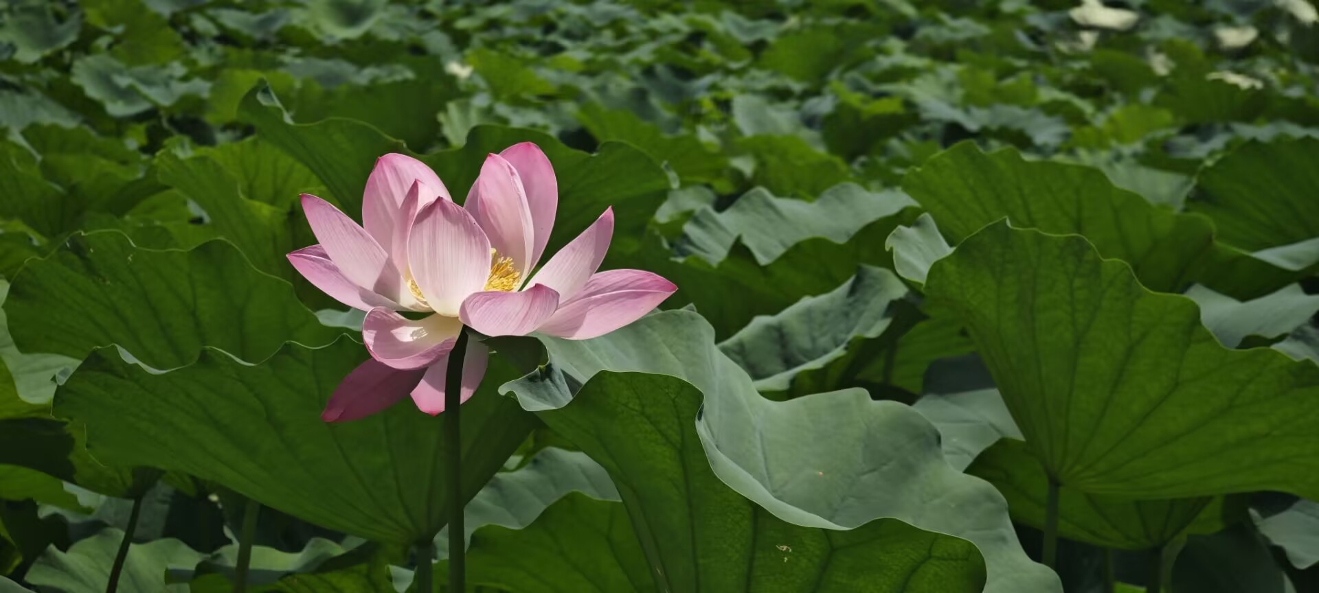 Featured image of post 构建中文逻辑数据库:三段论数据集